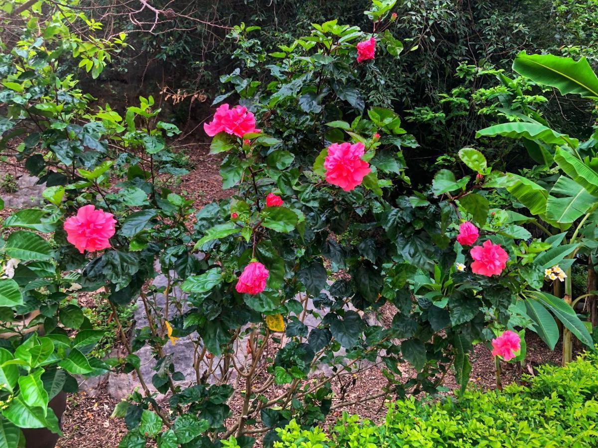 Tam Coc Nature نينه بينه المظهر الخارجي الصورة